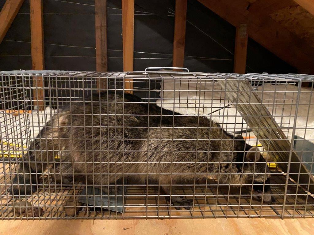 Myrtle Beach raccoon trapping